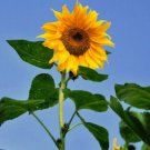 30 Seeds - Sunflower Giant Single Flower Seeds - Garden Flower Plant Seeds
