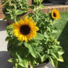 10 Seeds - DWARF SUNSATION SUNFLOWER Flower Seeds - Garden Flower Plant Seeds