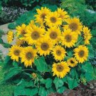 5 Seeds - SUNFLOWER DWARF SUNSATION Flower Seeds - Garden Flower Plant Seeds