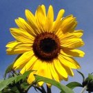 5 Seeds - DWARF SUNSATION SUNFLOWER Flower Seeds - Garden Flower Plant Seeds