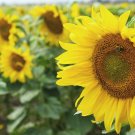 20 Seeds - Sunflower Giant Single Helianthus annuus Flower Seeds - Garden Flower Plant Seeds