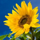 50 Seeds - Sunflower (Helianthus annuss) Flower Seeds - Garden Flower Plant Seeds