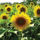 50 Seeds - SUNFLOWER Sunbird Flower Seeds - Garden Flower Plant Seeds