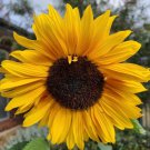 50 Seeds - SUNFLOWER Giant Russian Single Flower Seeds - Garden Flower Plant Seeds