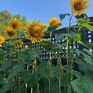 10 Seeds - SUNFLOWER "Giant Yellow" Flower Seeds - Garden Flower Plant Seeds