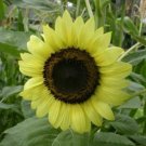10 Seeds - Sunflower (Lemon Rush F1 Hybrid) Flower Seeds - Garden Flower Plant Seeds