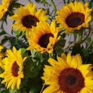 10 Seeds - Meridian Gold Sunflowers Flower Seeds - Garden Flower Plant Seeds