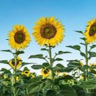 10 Seeds - Giant Sunflower Tall Flower Seeds - Garden Flower Plant Seeds