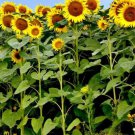 10 Seeds - FLOWER SEEDS Sunflower Giant Flower Seeds - Garden Flower Plant Seeds