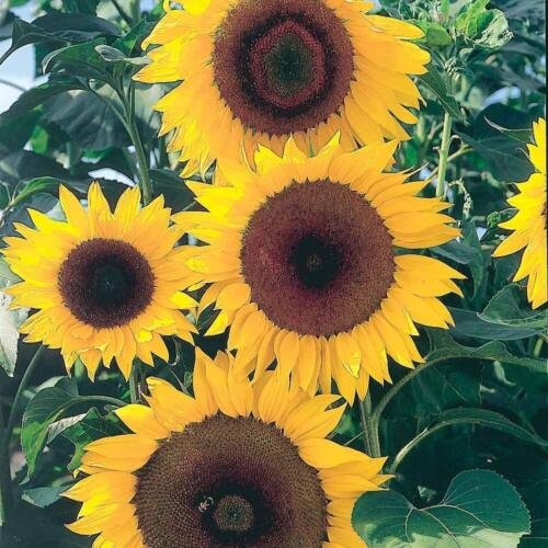 20 Seeds - SUNFLOWER GIANT SINGLE RUSSIAN Flower Seeds - Garden Flower Plant Seeds