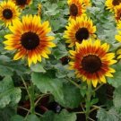 10 Seeds - SUNFLOWER SOLAR FLASH Flower Seeds - Garden Flower Plant Seeds