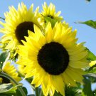 5 Seeds - SUNFLOWER SEEDS LEMON BLING Flower Seeds - Garden Flower Plant Seeds