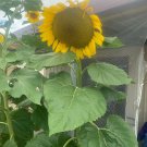 25 Seeds - Organic Grown Giant Sunflower Flower Seeds - Garden Flower Plant Seeds