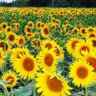 15 Seeds - Sunflowers (Happy Face Orange) Flower Seeds - Garden Flower Plant Seeds
