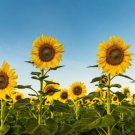 35 Seeds - GIANT SUNFLOWER Single Flower Seeds - Garden Flower Plant Seeds