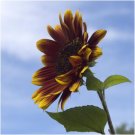 10 Seeds - SUNFLOWER Royal Velvet Flower Seeds - Garden Flower Plant Seeds