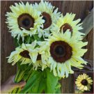 10 Seeds - SUNFLOWER Lemon Rush Flower Seeds - Garden Flower Plant Seeds