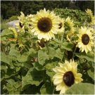 10 Seeds - SUNFLOWER Lemon Striker Flower Seeds - Garden Flower Plant Seeds