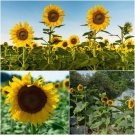 35 Seeds - SUNFLOWER GIANT Single Spring Flower Seeds - Garden Flower Plant Seeds