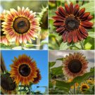 15 Seeds - SUNFLOWER Evening Sun Flower Seeds - Garden Flower Plant Seeds