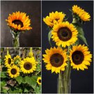 10 Seeds - SUNFLOWER Meridian Yellow Flower Seeds - Garden Flower Plant Seeds
