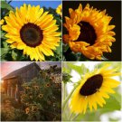 10 Seeds - SUNFLOWER Racey Yellow Spring Summer Flower Seeds - Garden Flower Plant Seeds