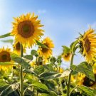 100 Seeds - Nutrisun Sunflower Flower Seeds - Garden Flower Plant Seeds