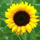 10 Seeds - SUNFLOWER Supernova Flower Seeds - Garden Flower Plant Seeds