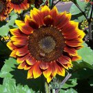 10 Seeds - Sunflowers Ruby Passion Flower Seeds - Garden Flower Plant Seeds