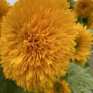 10 Seeds - Double Dazzler SUNFLOWERS Flower Seeds - Garden Flower Plant Seeds