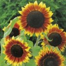 25 Seeds - SUNFLOWER Golden Prominence Flower Seeds - Garden Flower Plant Seeds