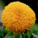 10 Seeds - SUNFLOWER Sun Gold Flower Seeds - Garden Flower Plant Seeds
