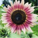 5 Seeds - “Strawberry Blonde” Sunflower Flower Seeds - Garden Flower Plant Seeds