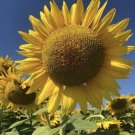5 Seeds - Giant SUNZILLA SUNFLOWER Large Sunflowers Flower Seeds - Garden Flower Plant Seeds