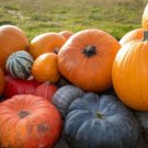5 Seeds - HEIRLOOM PUMPKIN SEEDS MIX Vegetable Seeds - Garden Vegetable Plant Seeds
