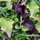 50 Seeds - MESCLUN MIX Lettuces Spinach Vegetable Seeds - Garden Vegetable Plant Seeds