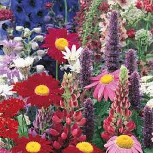 5 Seeds Flower Seeds "Cottage Garden" Mix Flower Seeds Garden