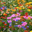 5 Seeds - Flower "Cottage Garden" Mix A Beautiful Flower Seeds - Garden Flower Plant Seeds