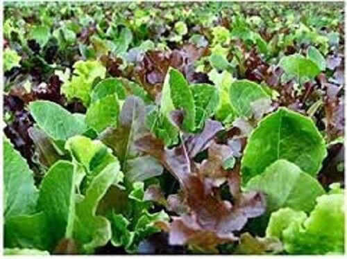 50 Seeds - Mesclun Mix Seed Vegetable Seeds - Garden Vegetable Plant Seeds