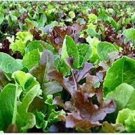 50 Seeds - Mesclun Mix Seed Vegetable Seeds - Garden Vegetable Plant Seeds