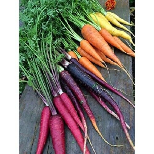 15 Seeds - Carrot Seeds Rainbow Mix Carrot Vegetable Seeds - Garden Vegetable Plant Seeds