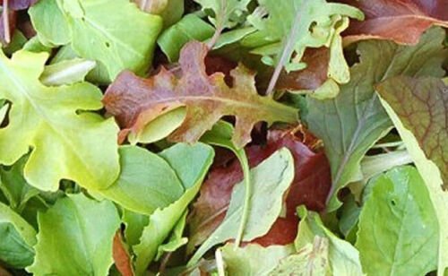 50 Seeds - MESCLUN Leaf Vegetable Garden Mix Vegetable Seeds - Garden Vegetable Plant Seeds