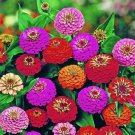 10 Seeds - Zinnia Lilliput Mix seeds Flower Seeds - Garden Flower Plant Seeds