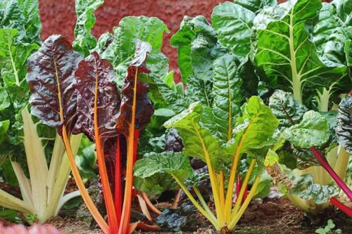 10 Seeds - SILVER BEET SEEDS COLOUR MIX Vegetable Seeds - Garden Vegetable Plant Seeds