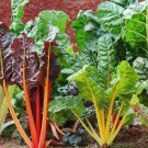 10 Seeds - SILVER BEET SEEDS COLOUR MIX Vegetable Seeds - Garden Vegetable Plant Seeds
