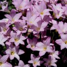 10X - Pink Rain Lily Seeds Zephyranthes robusta Flower Seeds - Garden Flower Plant Seeds