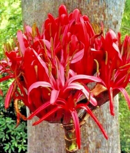5X - FLAME LILY GYMEA LILY NATIVE RED Flower Seeds - Garden Flower Plant Seeds