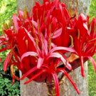 5X - FLAME LILY GYMEA LILY NATIVE RED Flower Seeds - Garden Flower Plant Seeds