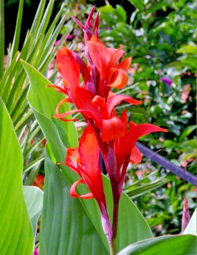 50X- CANNA-LILY CANA INDICA RED Flower Seeds - Garden Flower Plant Seeds