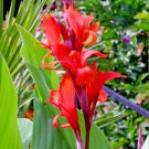 50X- CANNA-LILY CANA INDICA RED Flower Seeds - Garden Flower Plant Seeds